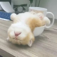 ��ƿ��Ƶv1.1.3 ��Ѱ�