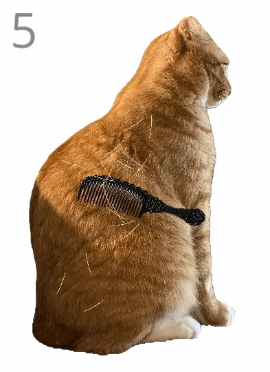 ��è��ë�����ֻ���