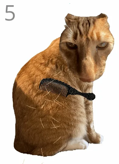 ��è��ë�����ֻ���