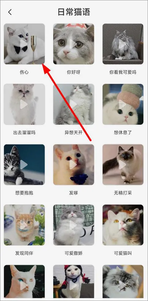猫语翻译机2026最新版本 猫语翻译机2026最新版本