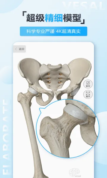 维萨里3D解剖2026最新版本 维萨里3D解剖2026最新版本