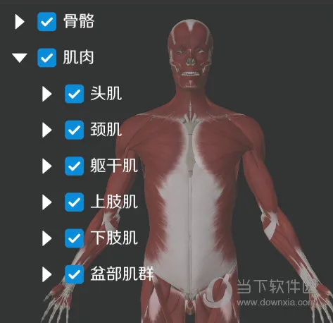 维萨里3D解剖2026最新版本 维萨里3D解剖2026最新版本