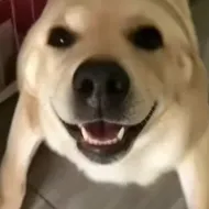 �󹷽���Ϸ������ư�(������ģ����Ϸ)v1.1 �ٷ�����